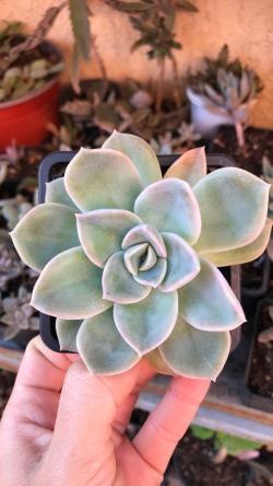 Perene: Echeveria Fantome 